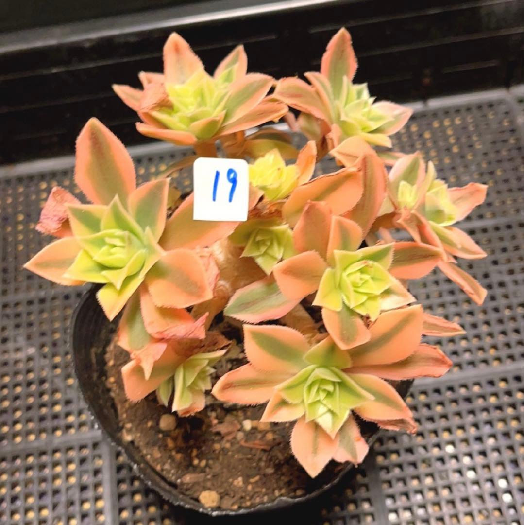 19#多肉植物❤️アエオニウム錦❤️ もみじ❤️枫葉❤️9-11頭14cm拔き苗