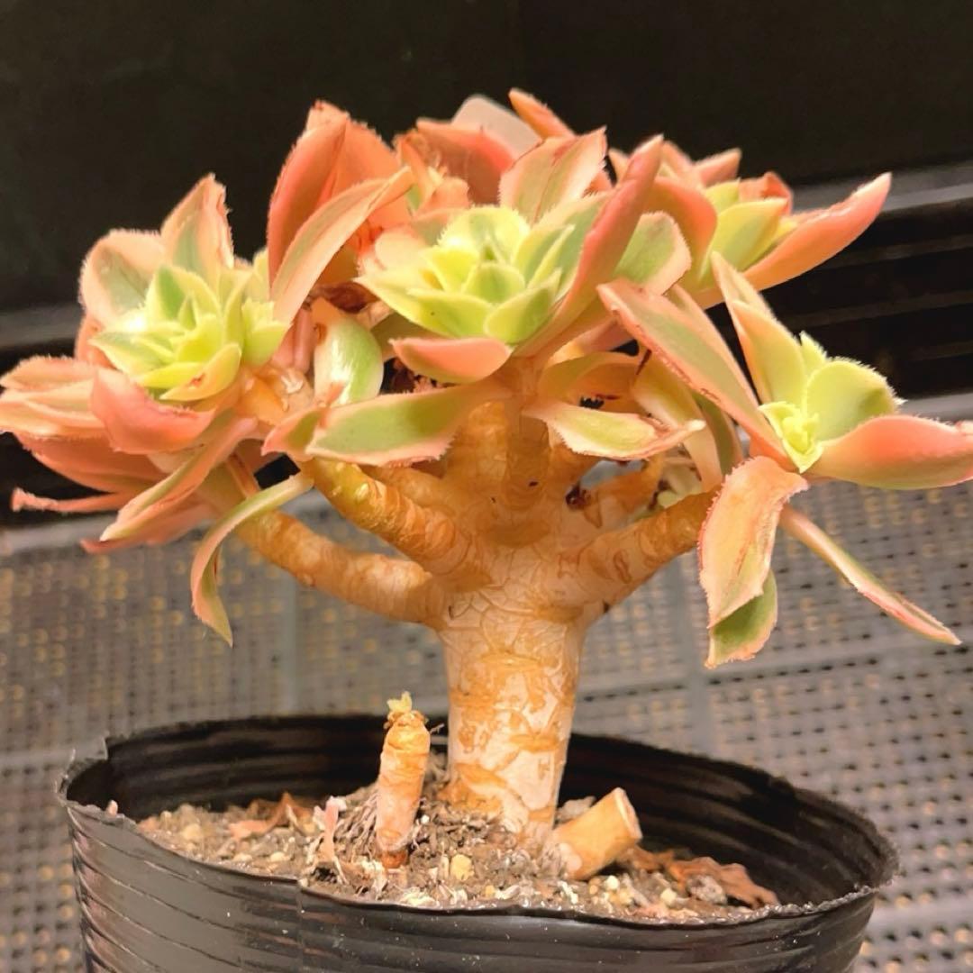 19#多肉植物❤️アエオニウム錦❤️ もみじ❤️枫葉❤️9-11頭14cm拔き苗