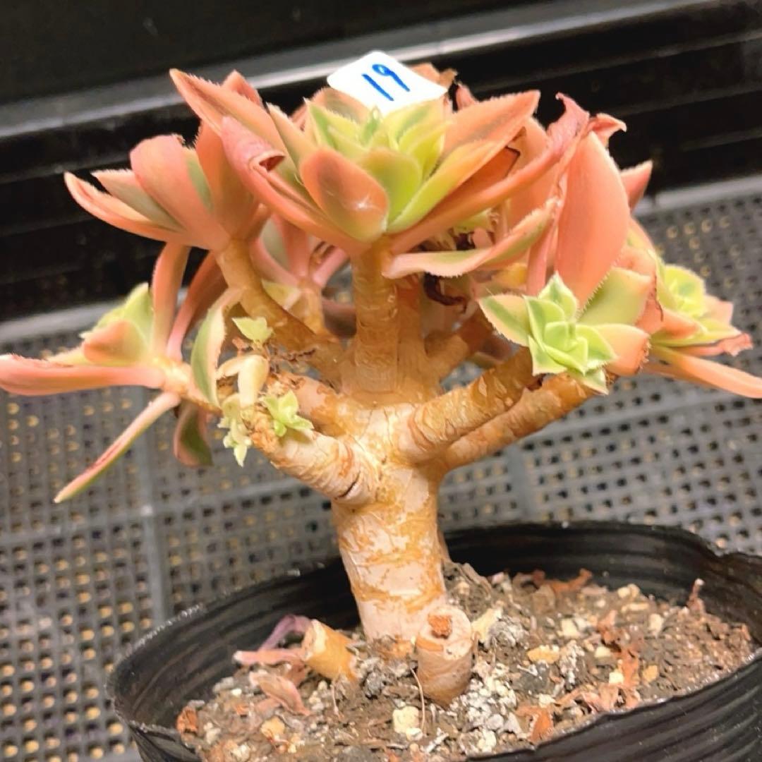 19#多肉植物❤️アエオニウム錦❤️ もみじ❤️枫葉❤️9-11頭14cm拔き苗