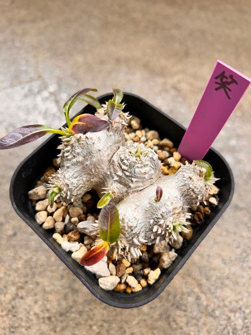 ③ 多頭選抜 恵比寿笑い Pachypodium brevicaule