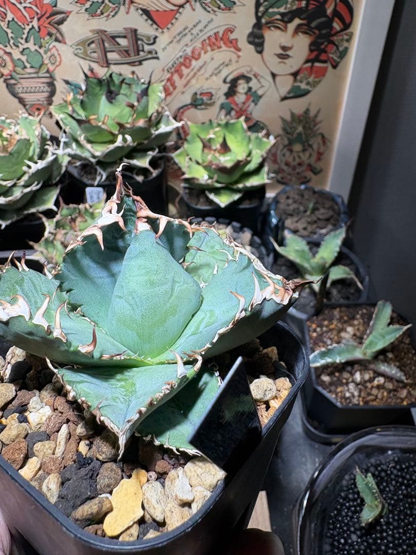 アガベOteroi Oaxaca seedling