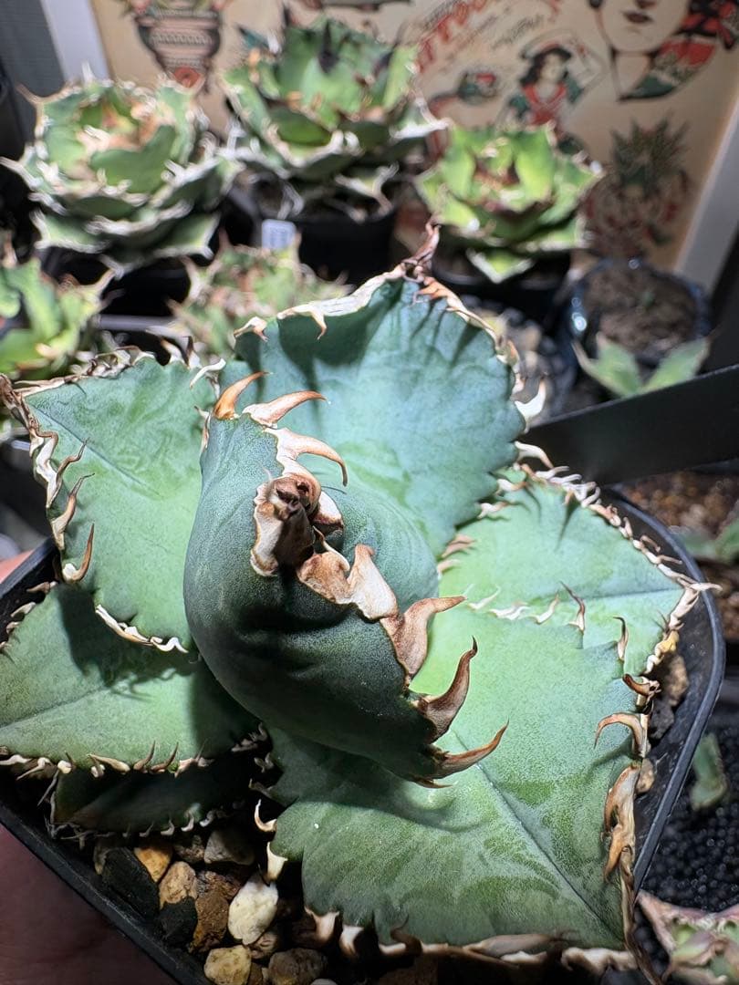 アガベOteroi Oaxaca seedling
