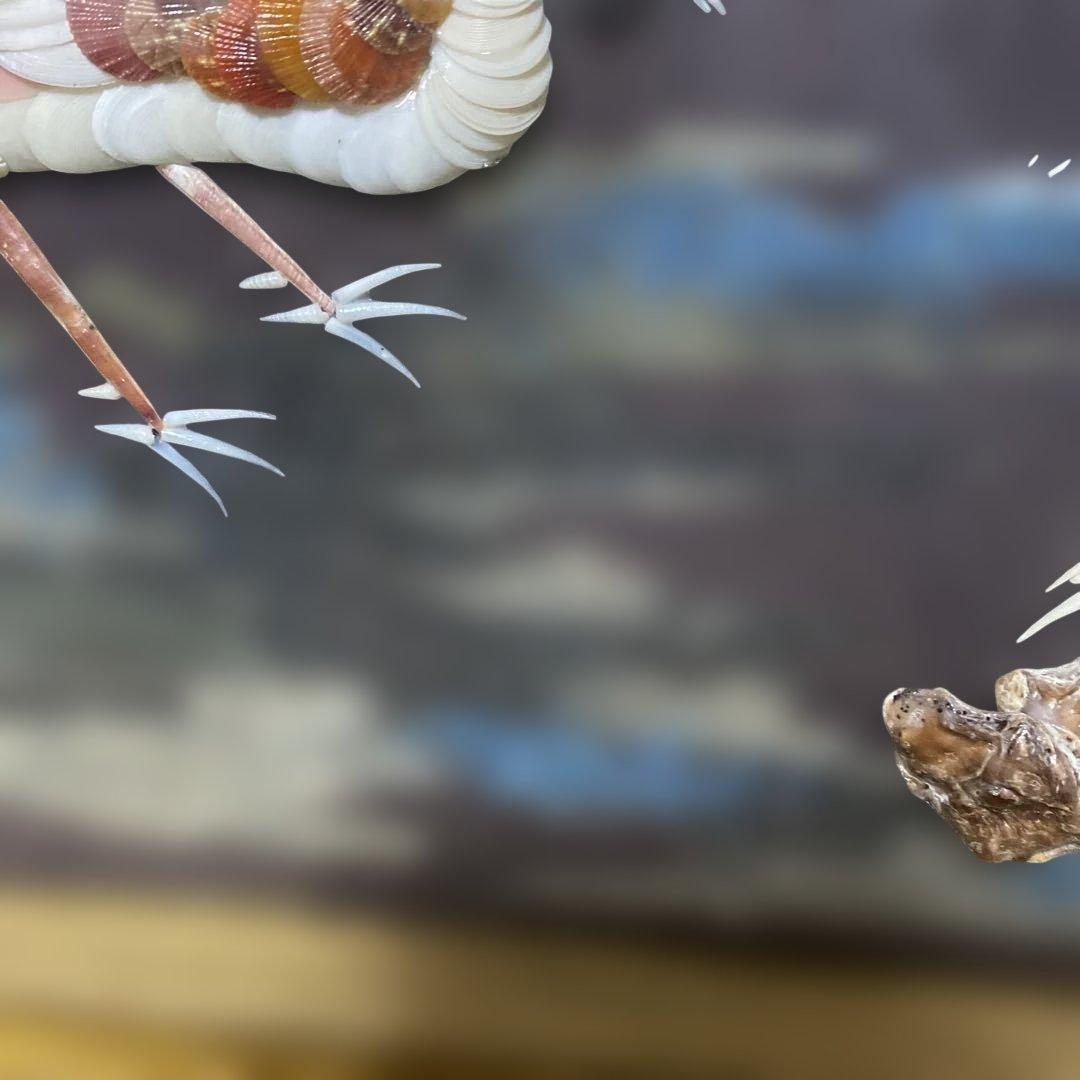 【増田良仙作】夫婦孔雀の貝工芸品　能登　増穂ヶ浦　横約98㌢縦約44㌢厚さ約5㌢