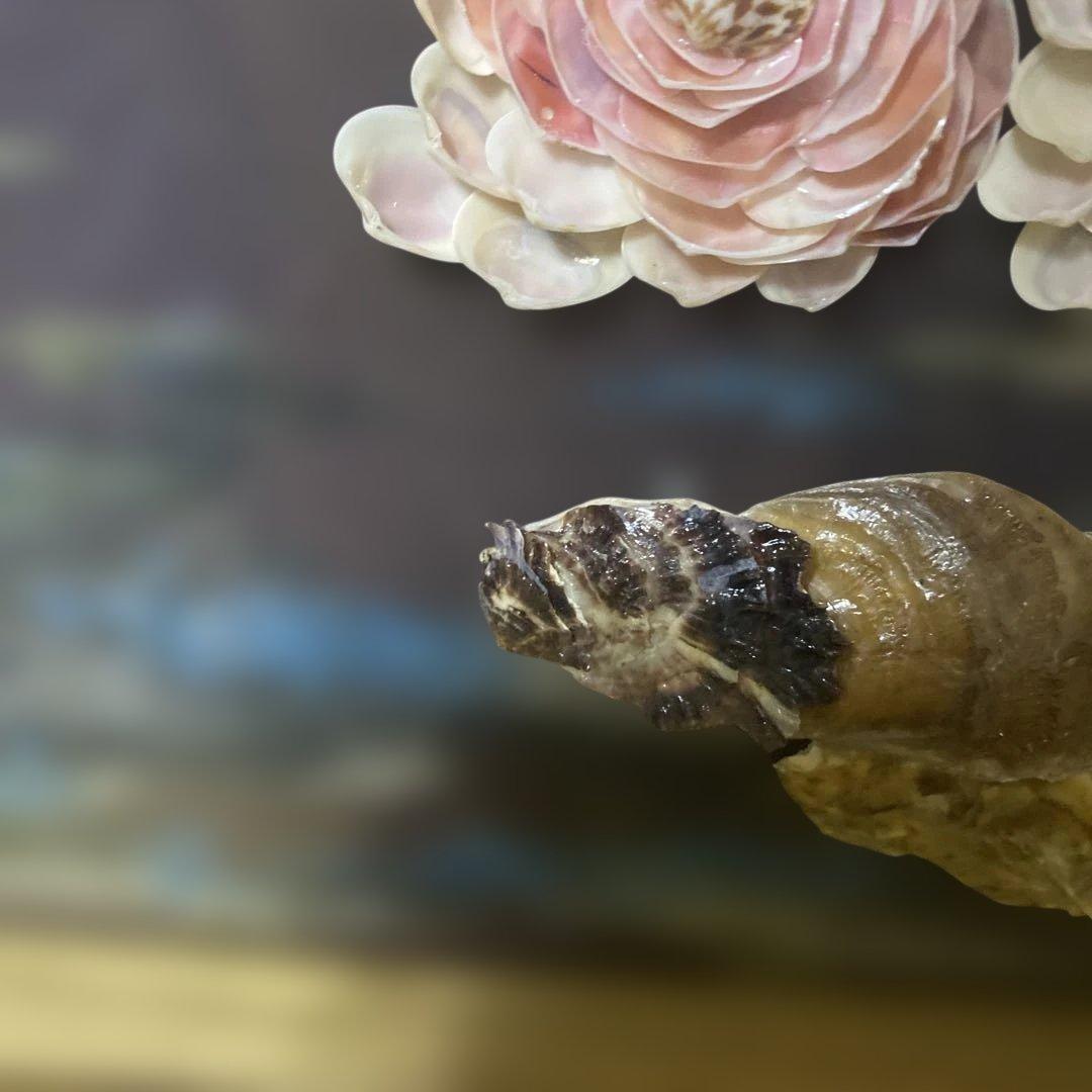 【増田良仙作】夫婦孔雀の貝工芸品　能登　増穂ヶ浦　横約98㌢縦約44㌢厚さ約5㌢