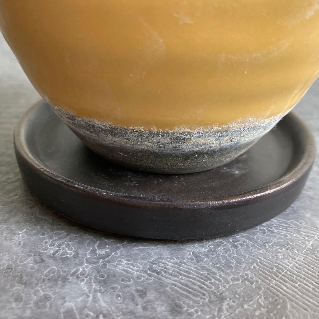 黒松 ねじり 盆栽 苔 陶器 ビリジアンブル