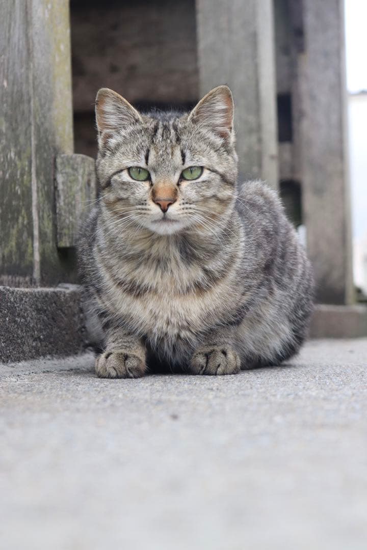 Canon EOS kiss x9 レンズ3本セット