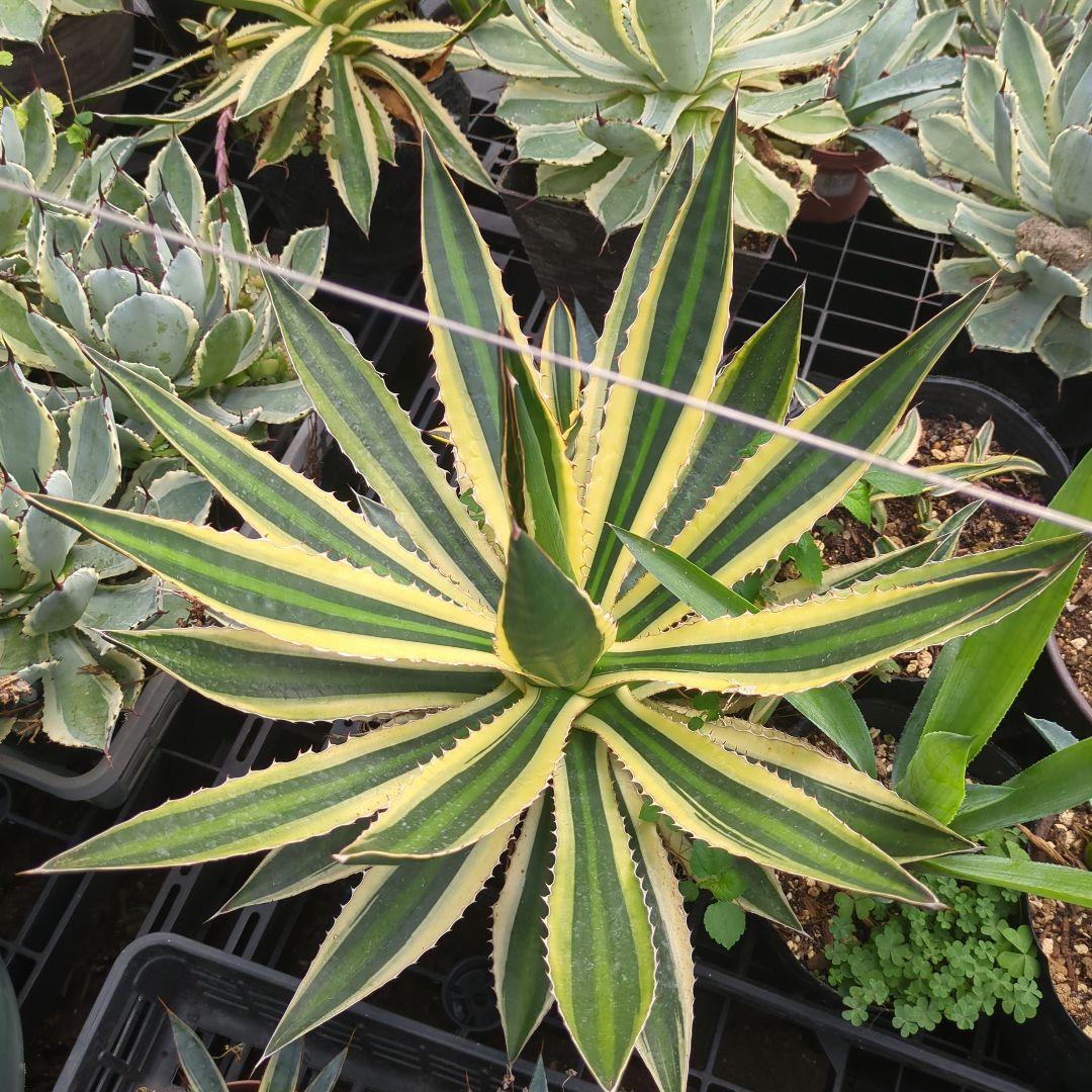 ☆特価☆　アガベ　五色万代　ロファンサ 　チタノタ　特大株　元気株ドライガーデン