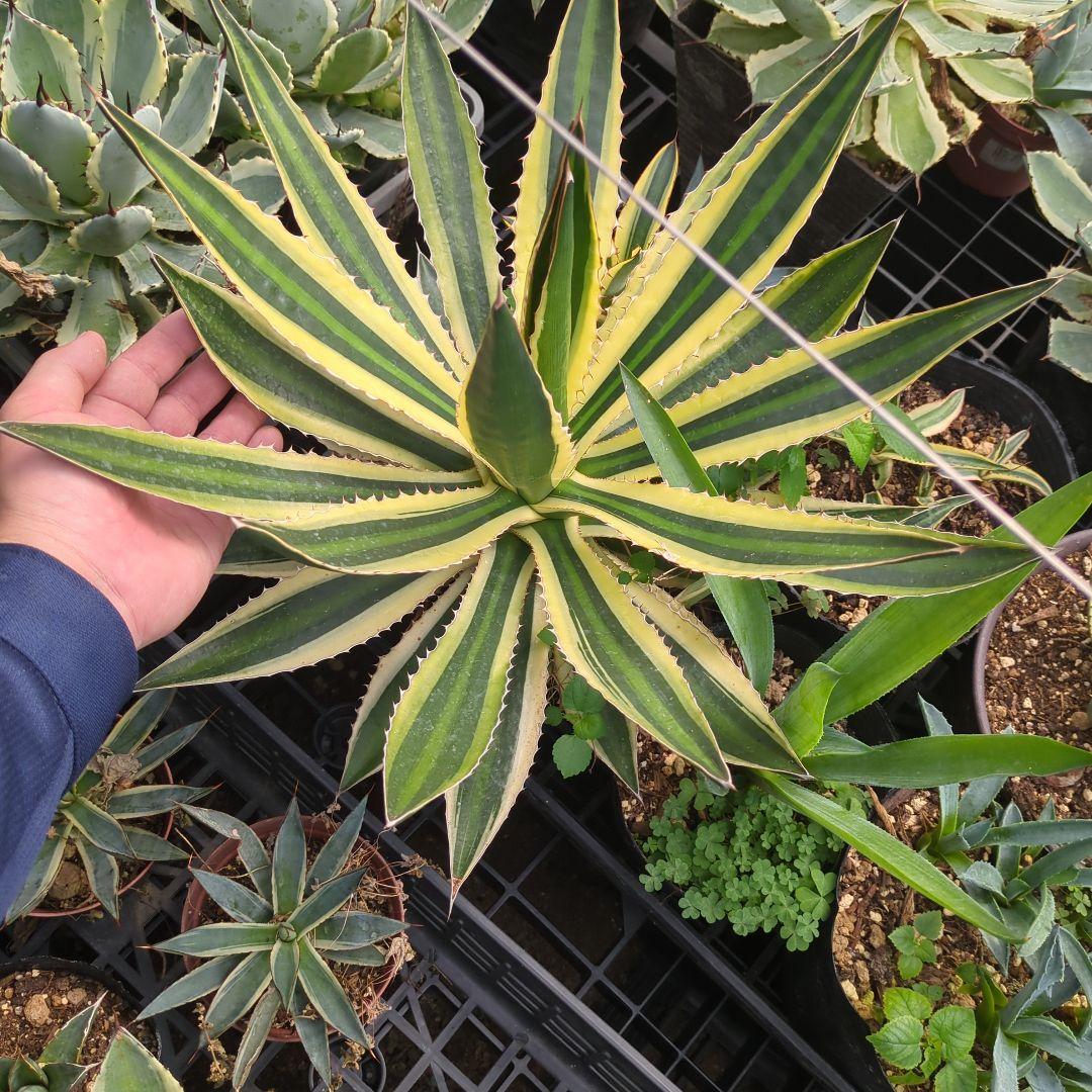 ☆特価☆　アガベ　五色万代　ロファンサ 　チタノタ　特大株　元気株ドライガーデン