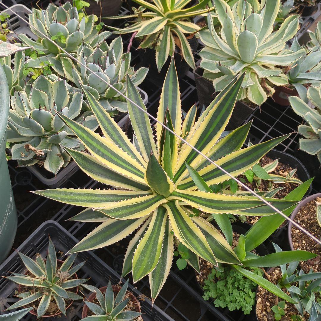 ☆特価☆　アガベ　五色万代　ロファンサ 　チタノタ　特大株　元気株ドライガーデン