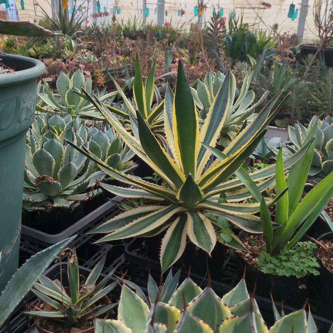 ☆特価☆　アガベ　五色万代　ロファンサ 　チタノタ　特大株　元気株ドライガーデン