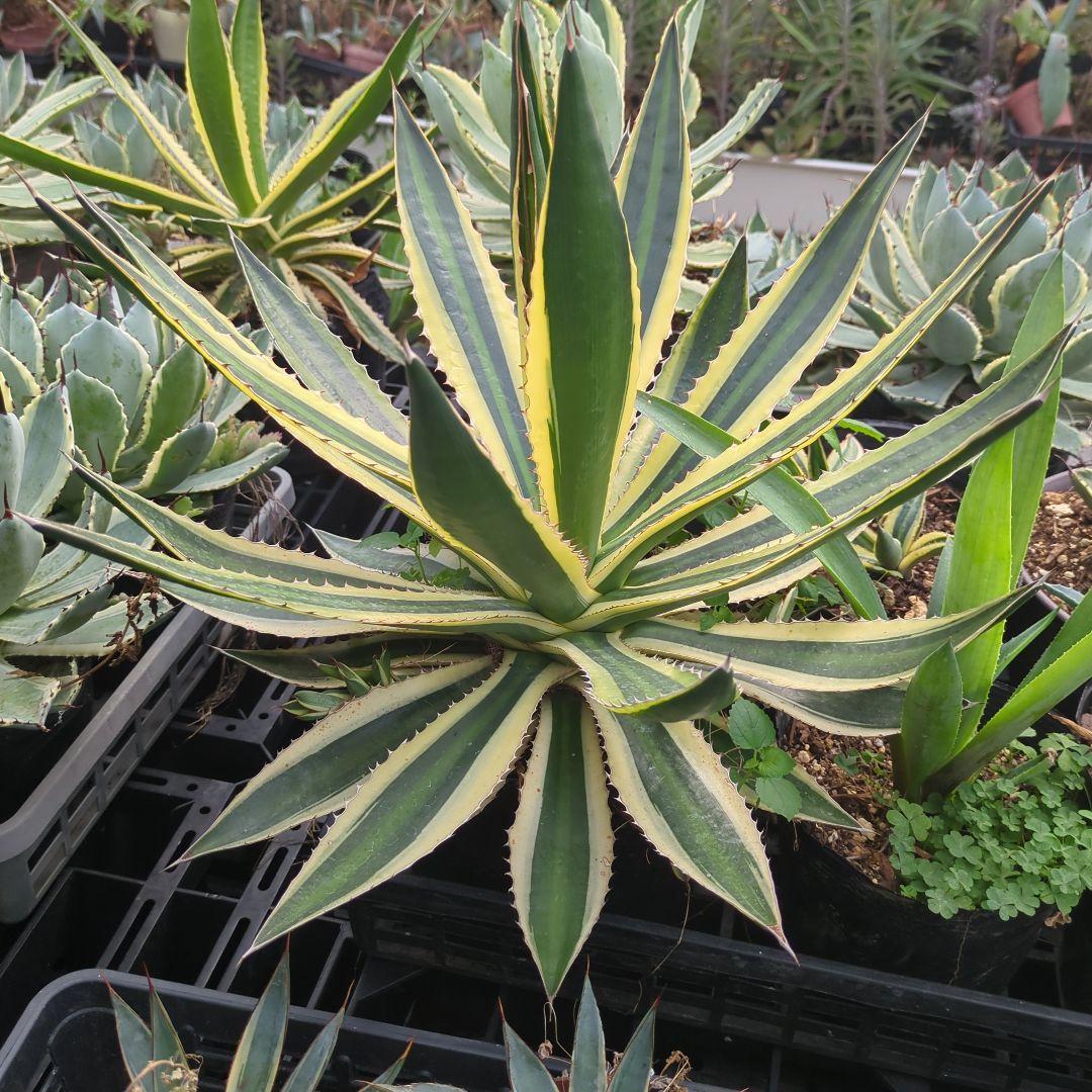 ☆特価☆　アガベ　五色万代　ロファンサ 　チタノタ　特大株　元気株ドライガーデン