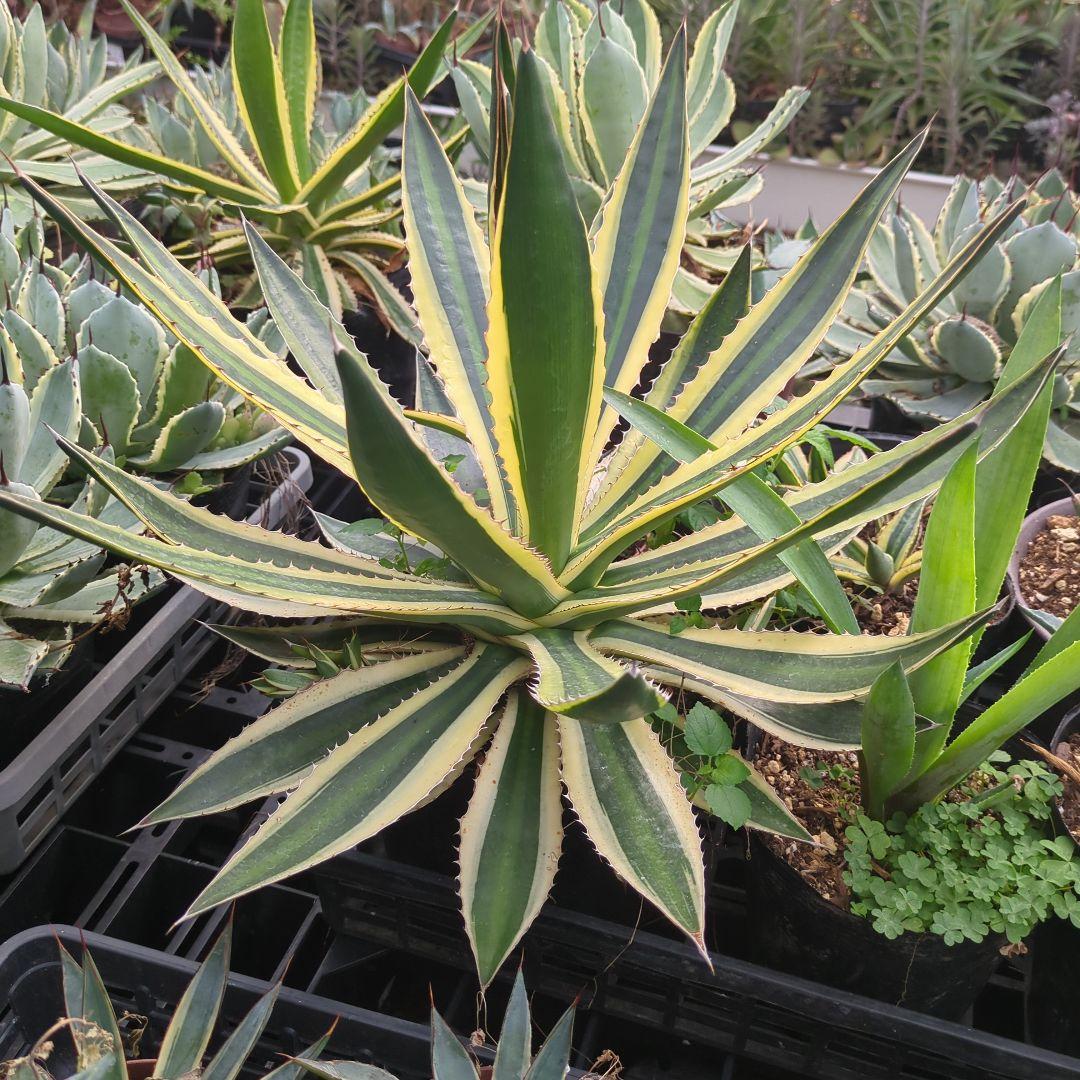 ☆特価☆　アガベ　五色万代　ロファンサ 　チタノタ　特大株　元気株ドライガーデン