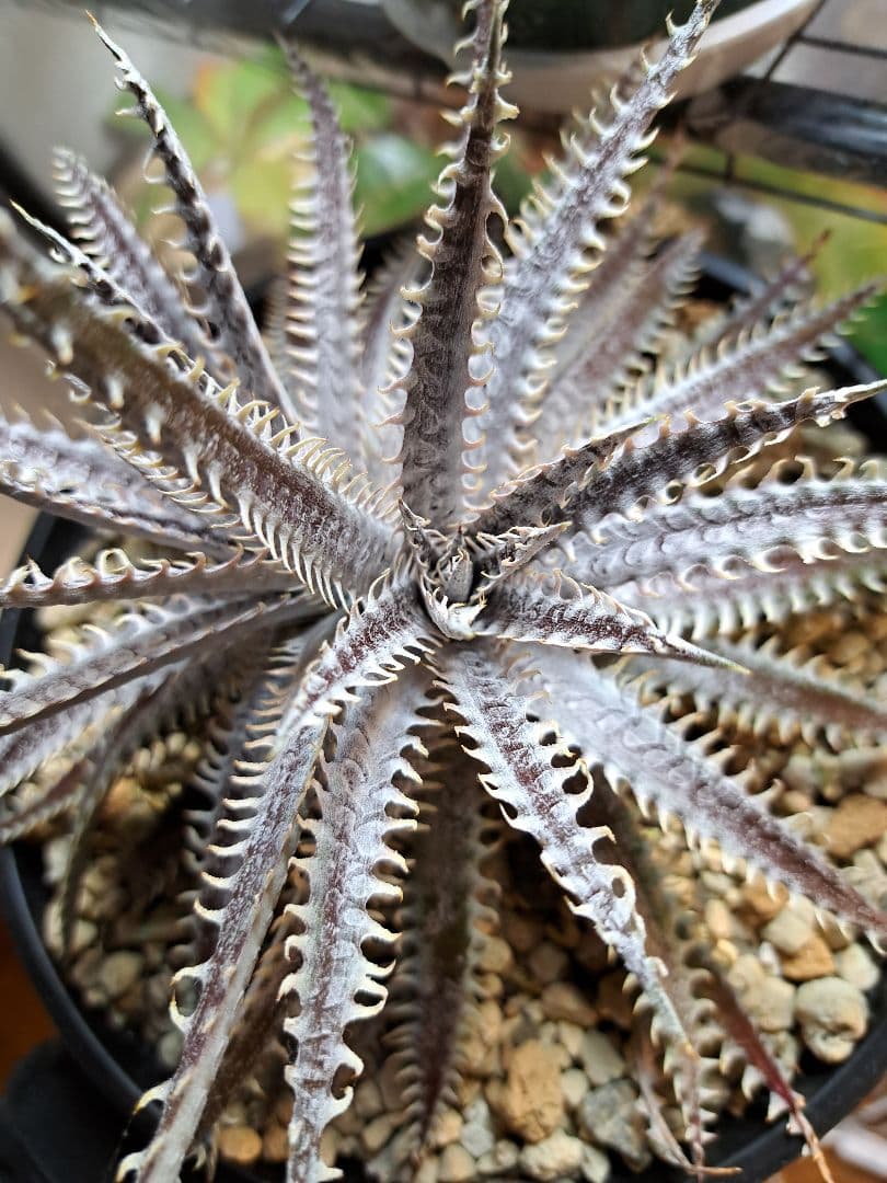 ブロメリア・エアープランツ Dyckia hybrid
