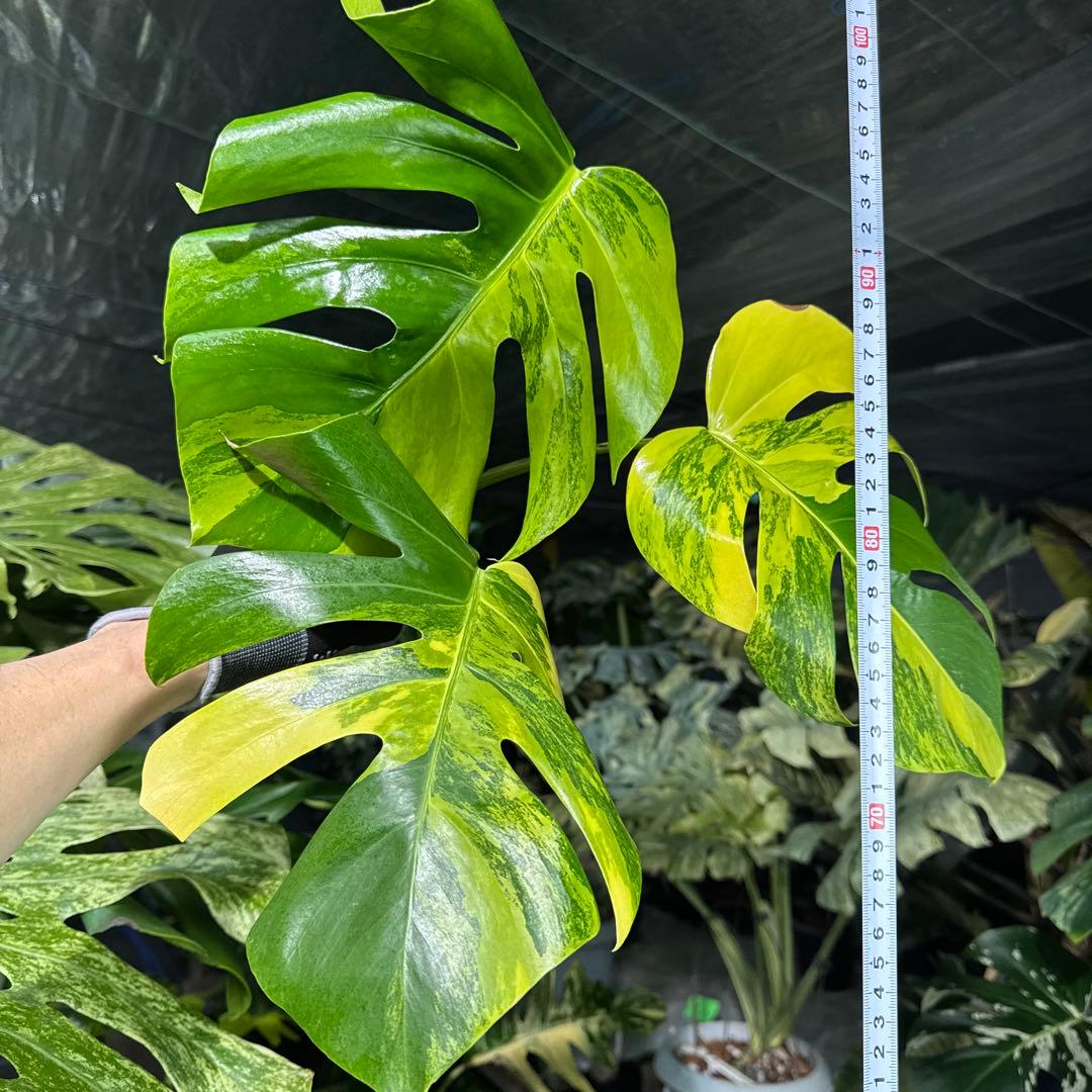 BM3 モンステラ　ボルギシアナ　オーレア　黄斑　健康成長点カット苗