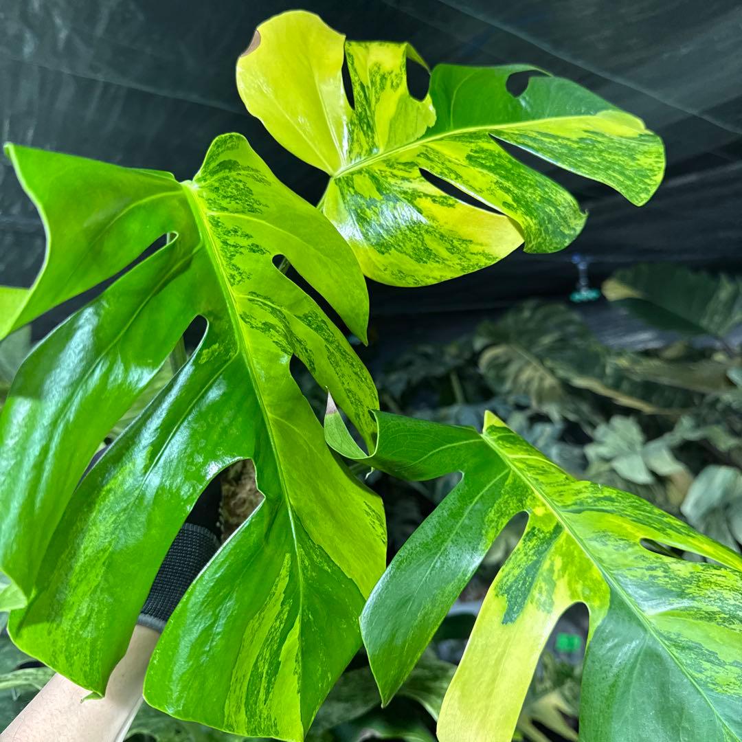 BM3 モンステラ　ボルギシアナ　オーレア　黄斑　健康成長点カット苗