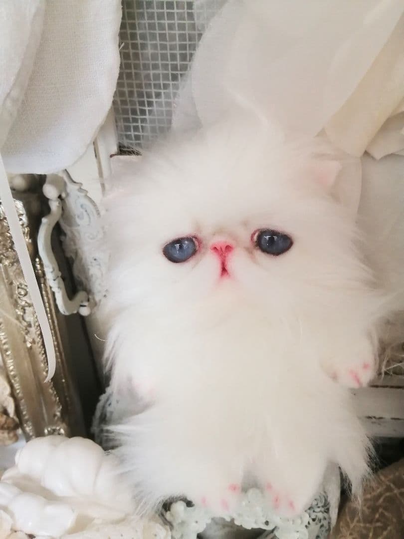 ポッケにゃん♡プルルちゃん♡エキゾチック子猫ちゃん♡アートドール♡ぬいぐるみ