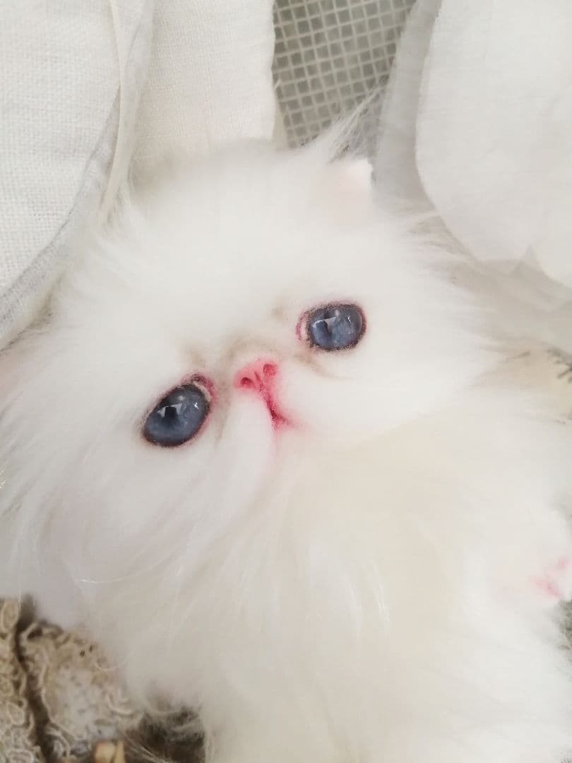 ポッケにゃん♡プルルちゃん♡エキゾチック子猫ちゃん♡アートドール♡ぬいぐるみ