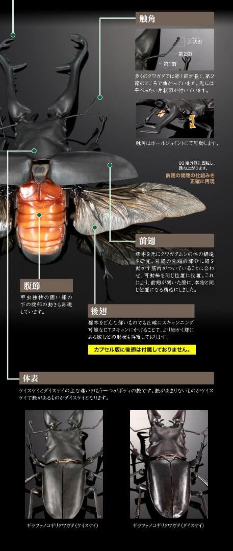 ギラファノコギリクワガタとマンディブラリスフタマタクワガタ オンライン限定全4種