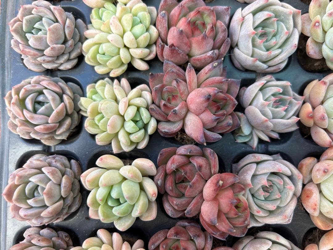 多肉植物 プラグ苗 10種類70個セット ⑪ エケベリア 韓国苗 【お手入れ済】