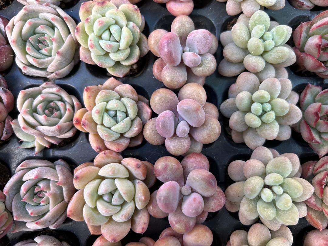 多肉植物 プラグ苗 10種類70個セット ⑪ エケベリア 韓国苗 【お手入れ済】