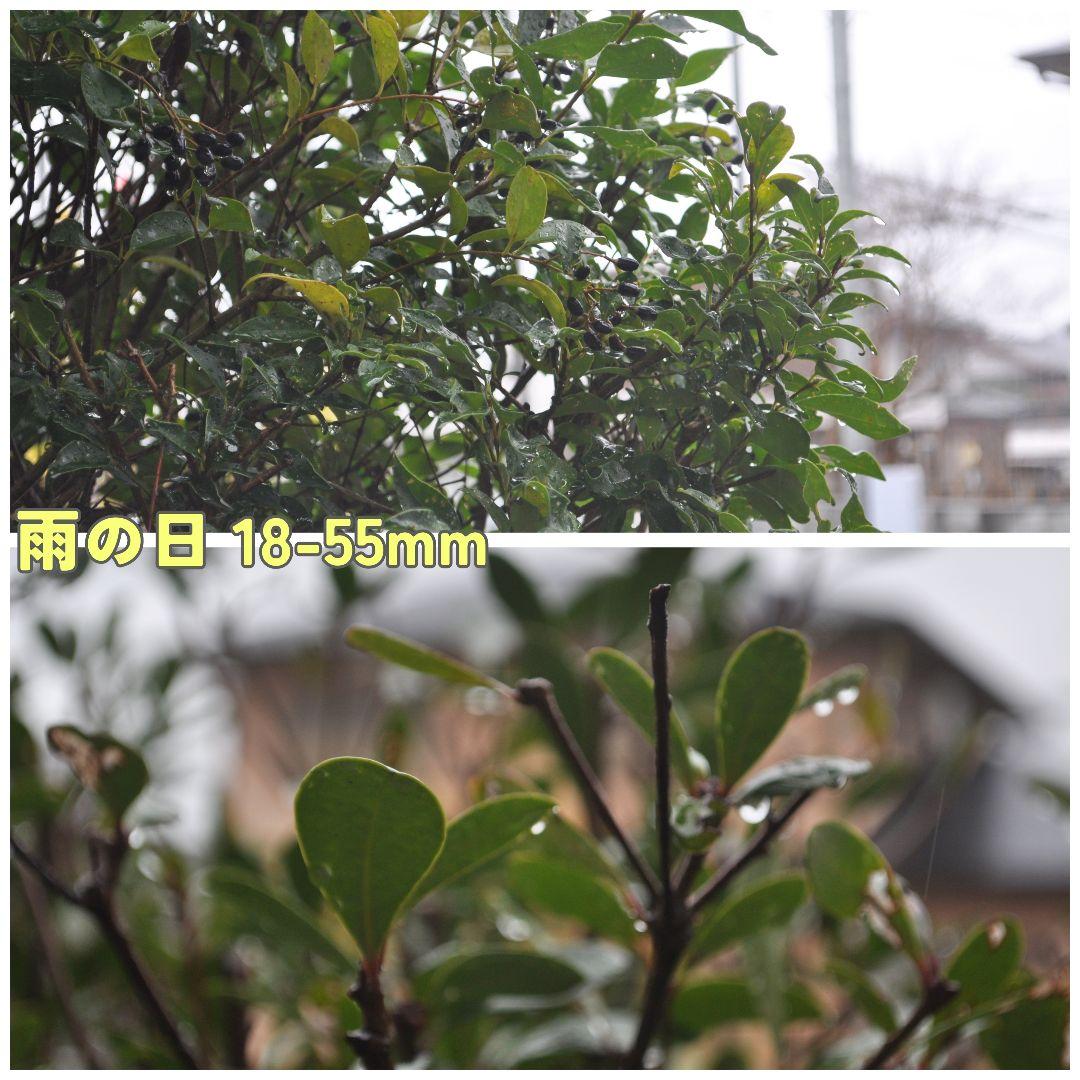 ⭐️訳あり動作良好⭐️Nikon D5000 ダブルレンズ ショット数4138