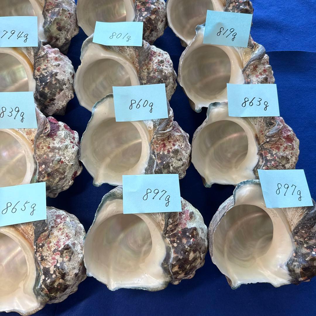 夜光貝　ヤコウ貝　まとめ売り　25個　19、9kg アクセサリー　ルアー