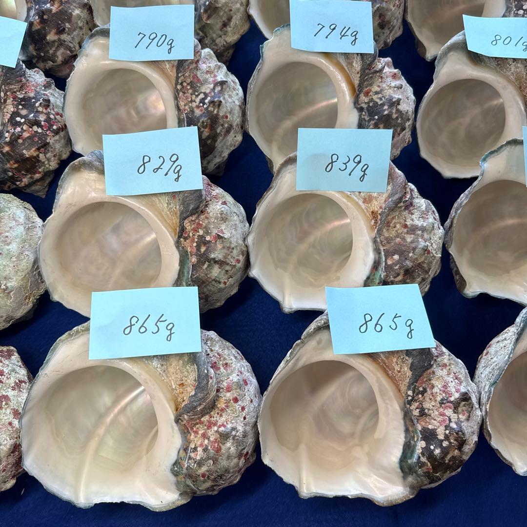 夜光貝　ヤコウ貝　まとめ売り　25個　19、9kg アクセサリー　ルアー