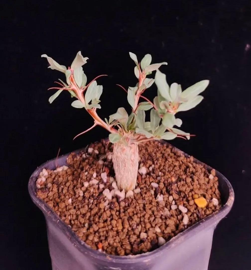 人気植物‼️観峰玉 フォークイエリア　コルムナリス（実生）