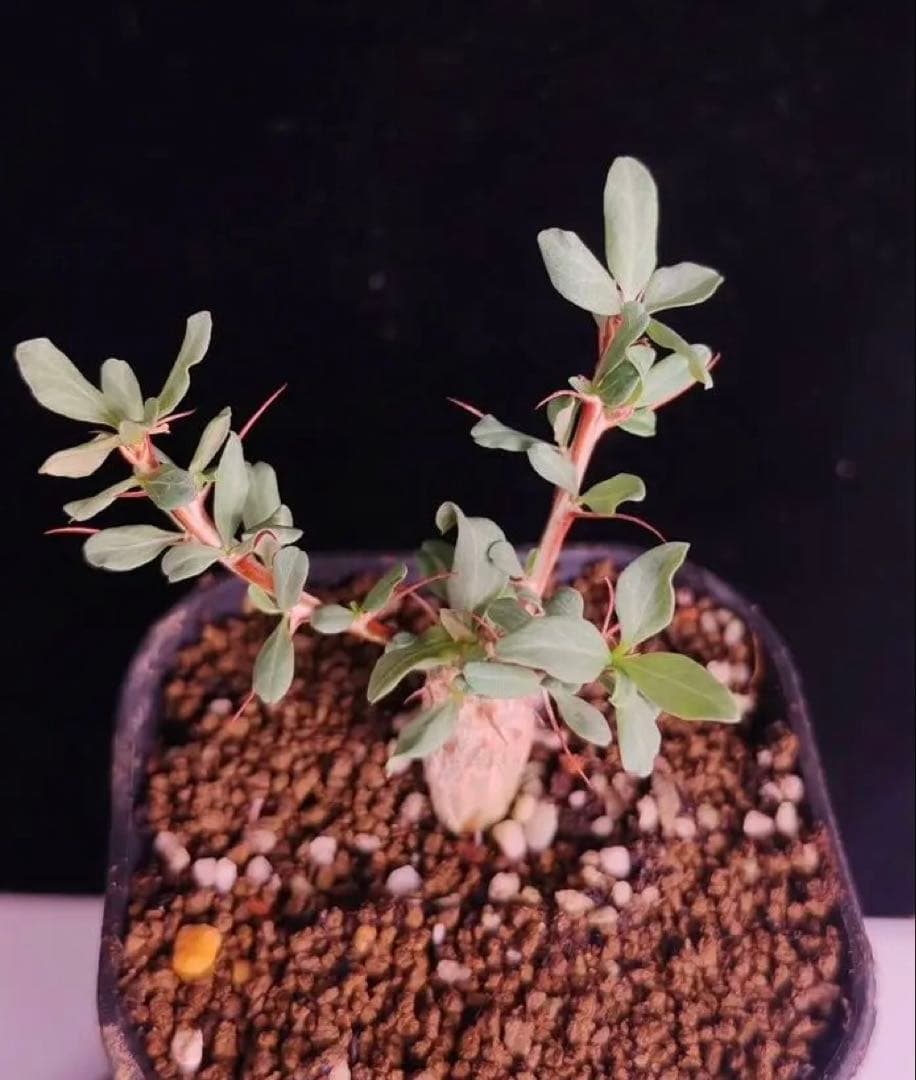 人気植物‼️観峰玉 フォークイエリア　コルムナリス（実生）