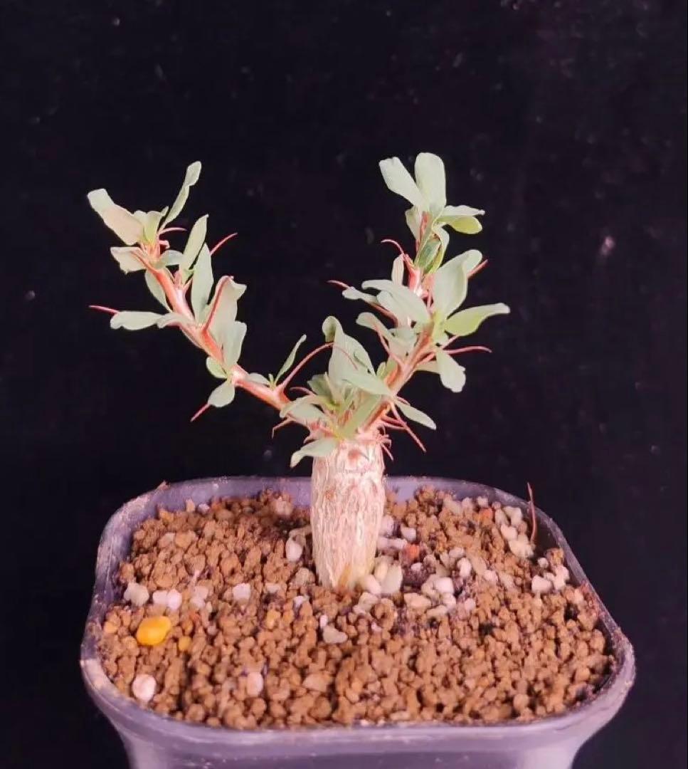 人気植物‼️観峰玉 フォークイエリア　コルムナリス（実生）