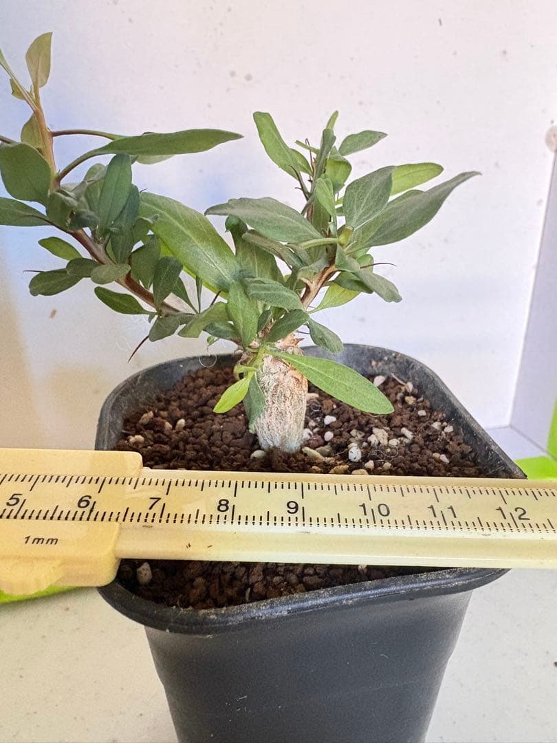 人気植物‼️観峰玉 フォークイエリア　コルムナリス（実生）