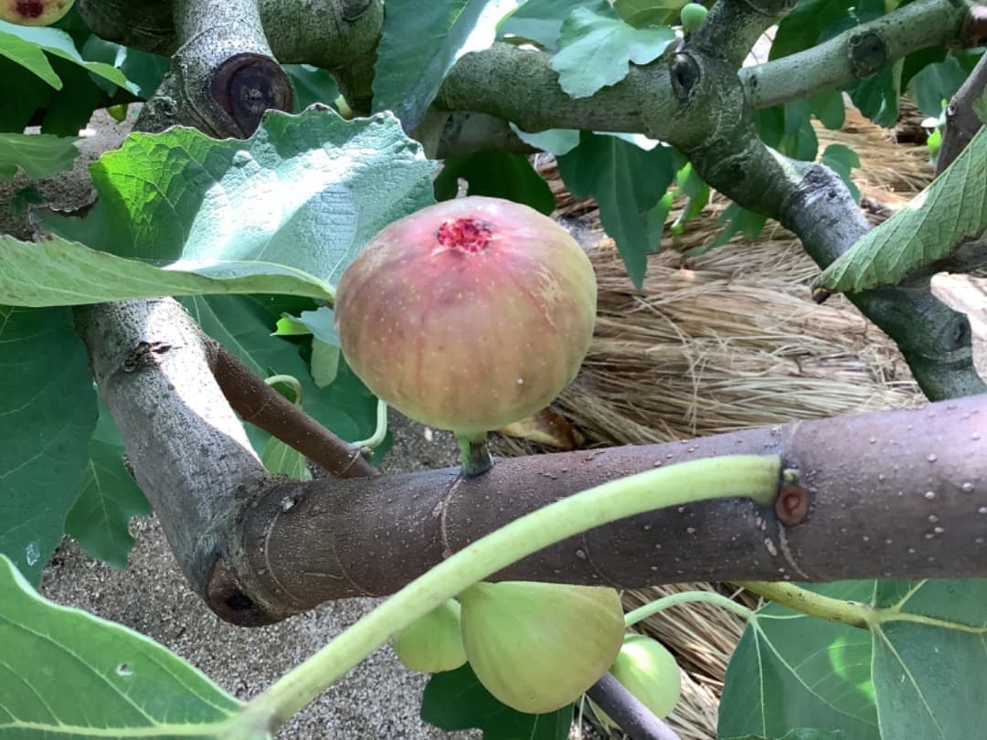 日本イチジク【蓬莱柿】極太穂木：50本