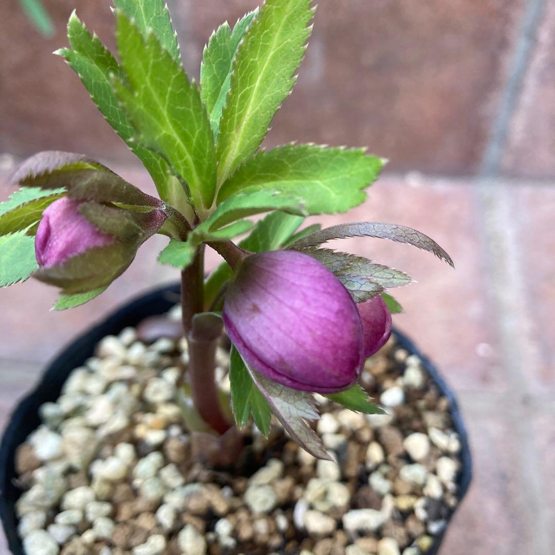 クリスマスローズ　小輪多花ピンク