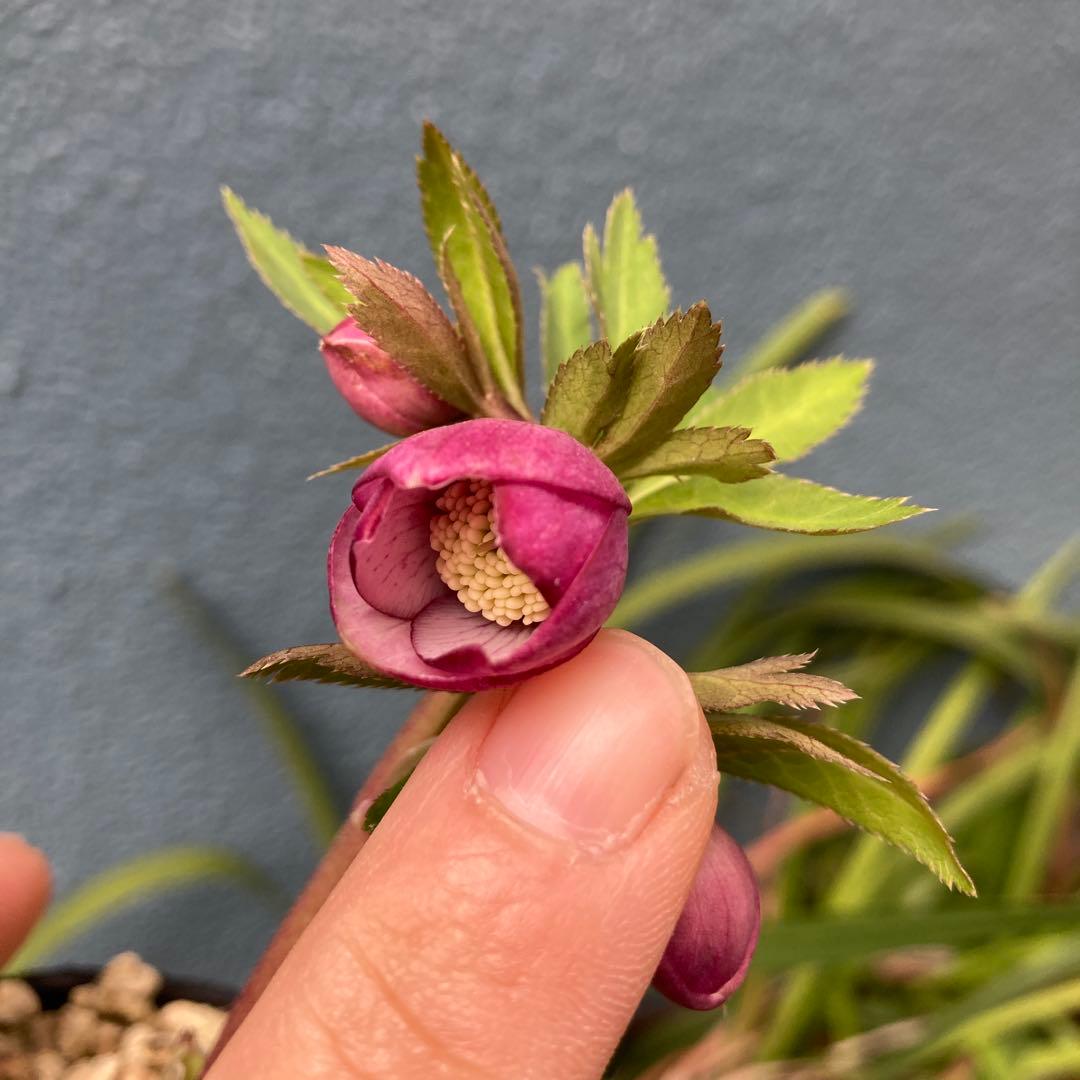 クリスマスローズ　小輪多花ピンク