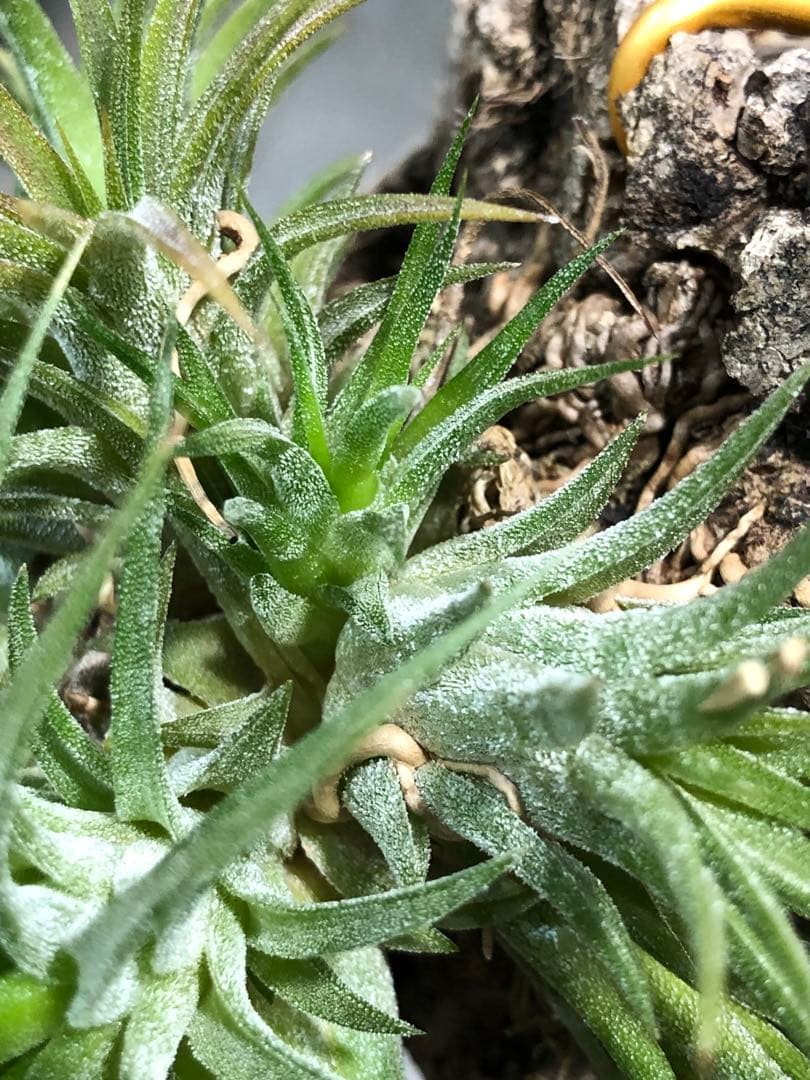 ティランジア・イオナンタ・スペシャル