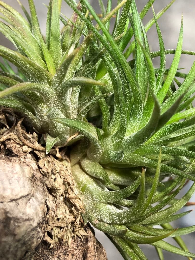 ティランジア・イオナンタ・スペシャル