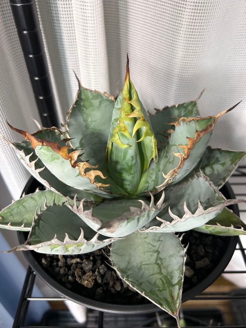 チタノタブルー実生　選抜　胴切り子株　早い者勝ち