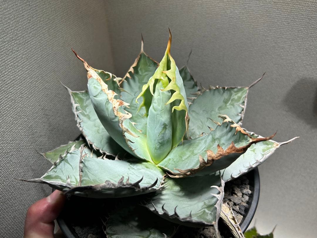 チタノタブルー実生　選抜　胴切り子株　早い者勝ち