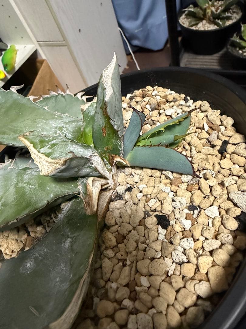 チタノタブルー実生　選抜　胴切り子株　早い者勝ち