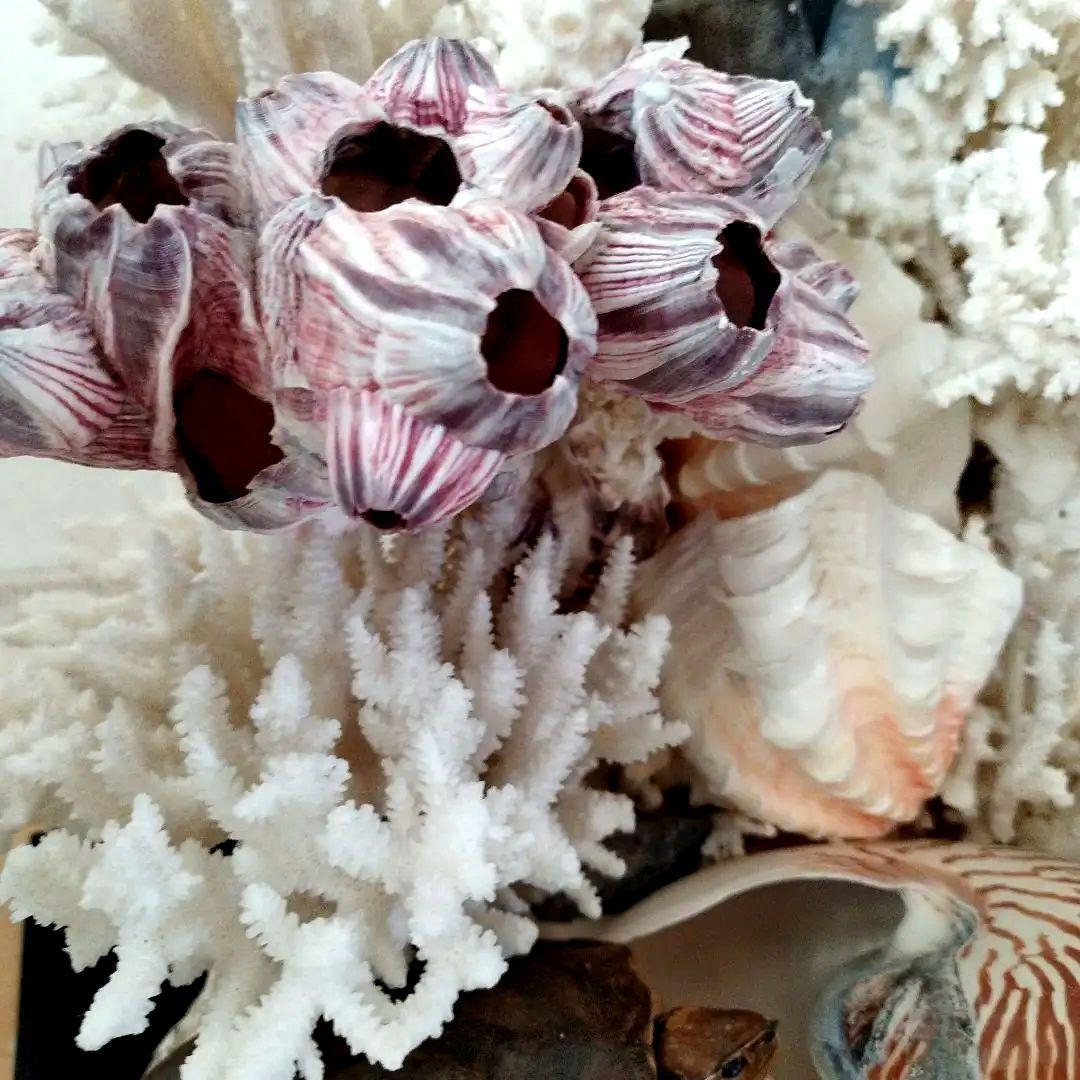 美品　珊瑚礁　置物　ガラスケース入り　特大　48cm