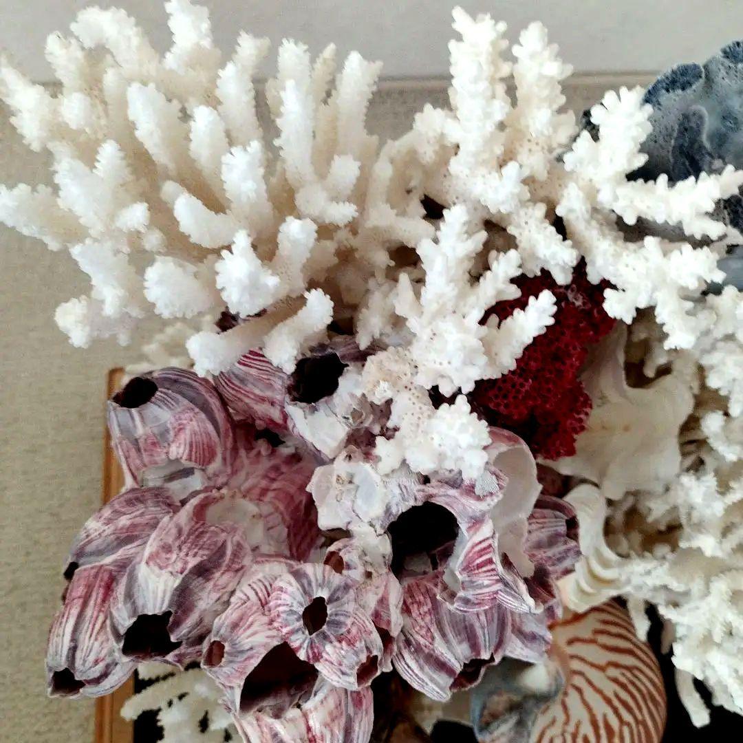 美品　珊瑚礁　置物　ガラスケース入り　特大　48cm