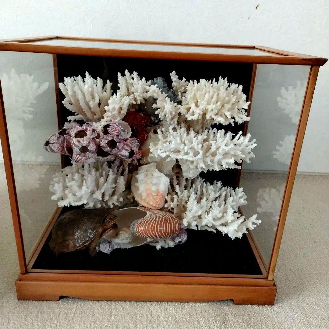 美品　珊瑚礁　置物　ガラスケース入り　特大　48cm