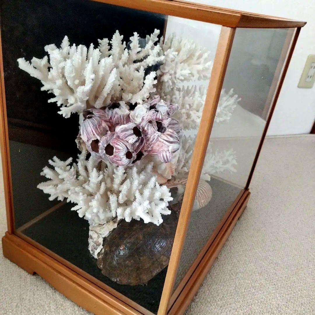 美品　珊瑚礁　置物　ガラスケース入り　特大　48cm