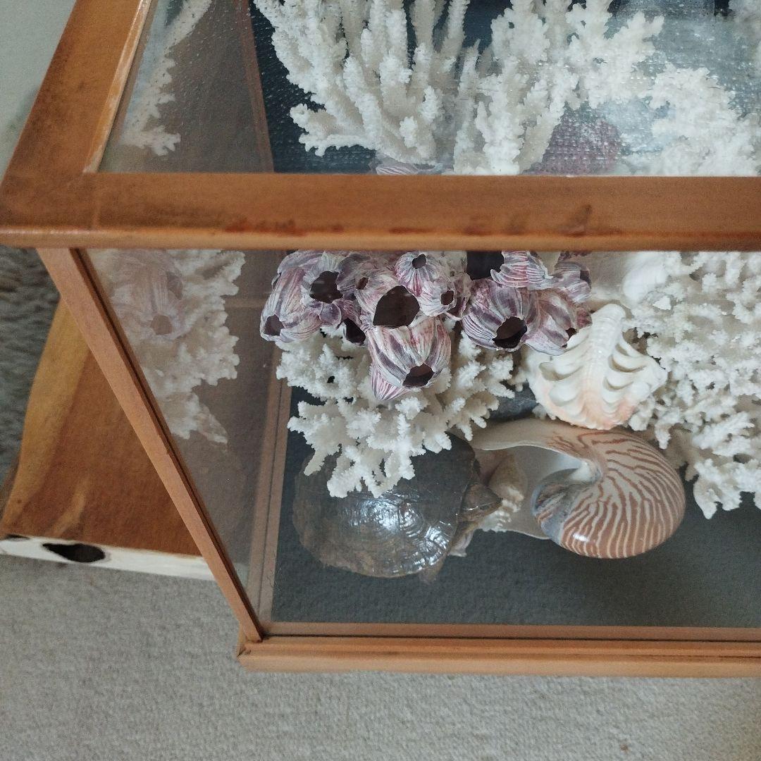 美品　珊瑚礁　置物　ガラスケース入り　特大　48cm