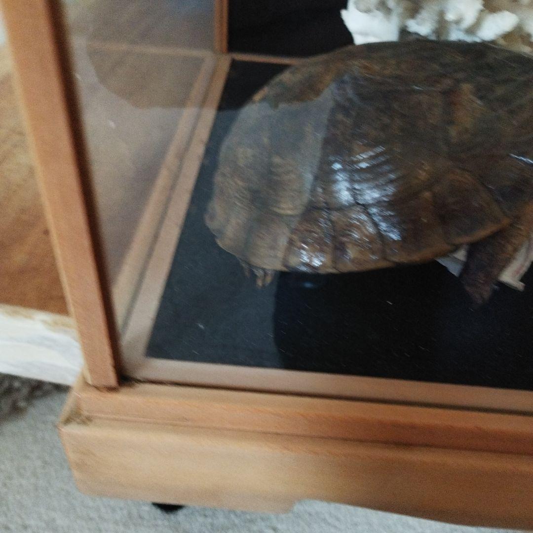 美品　珊瑚礁　置物　ガラスケース入り　特大　48cm