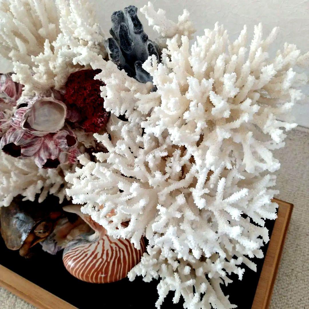 美品　珊瑚礁　置物　ガラスケース入り　特大　48cm