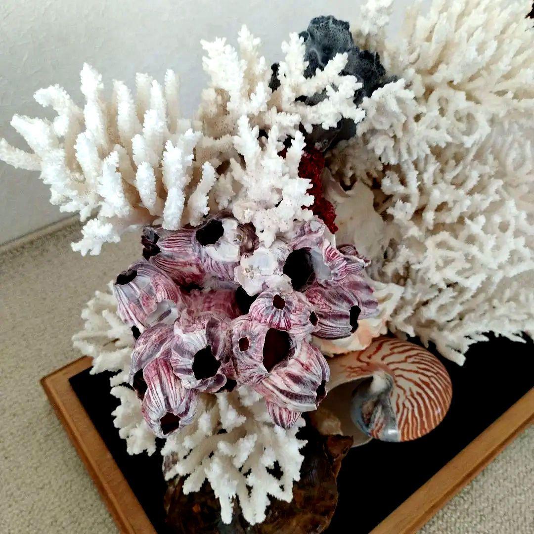 美品　珊瑚礁　置物　ガラスケース入り　特大　48cm