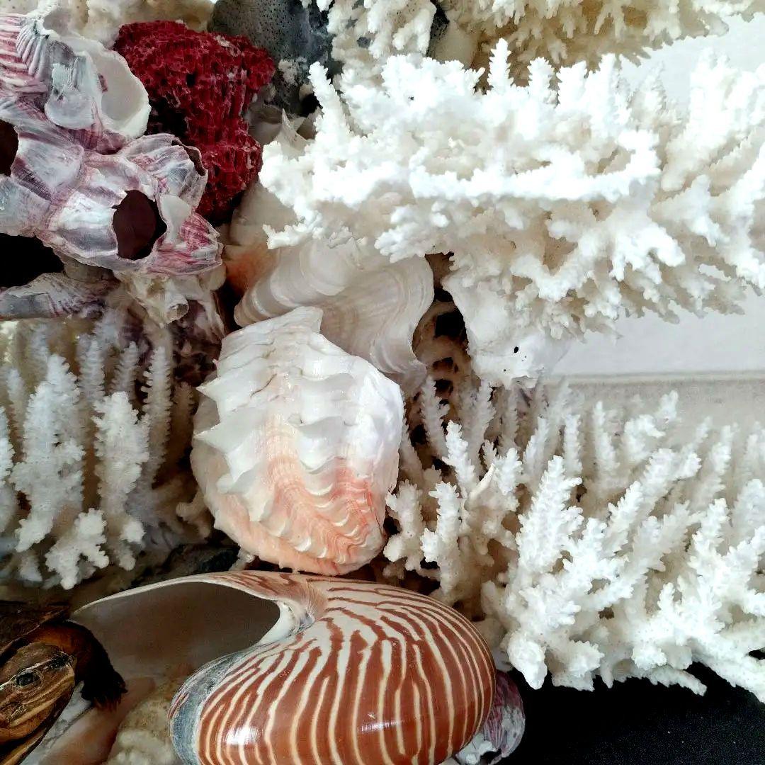 美品　珊瑚礁　置物　ガラスケース入り　特大　48cm