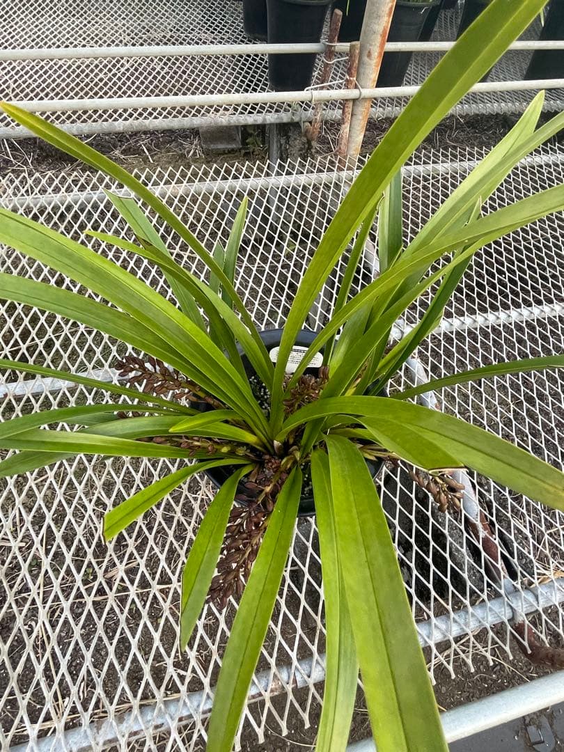 R8年キンリョウヘン花芽7本#6