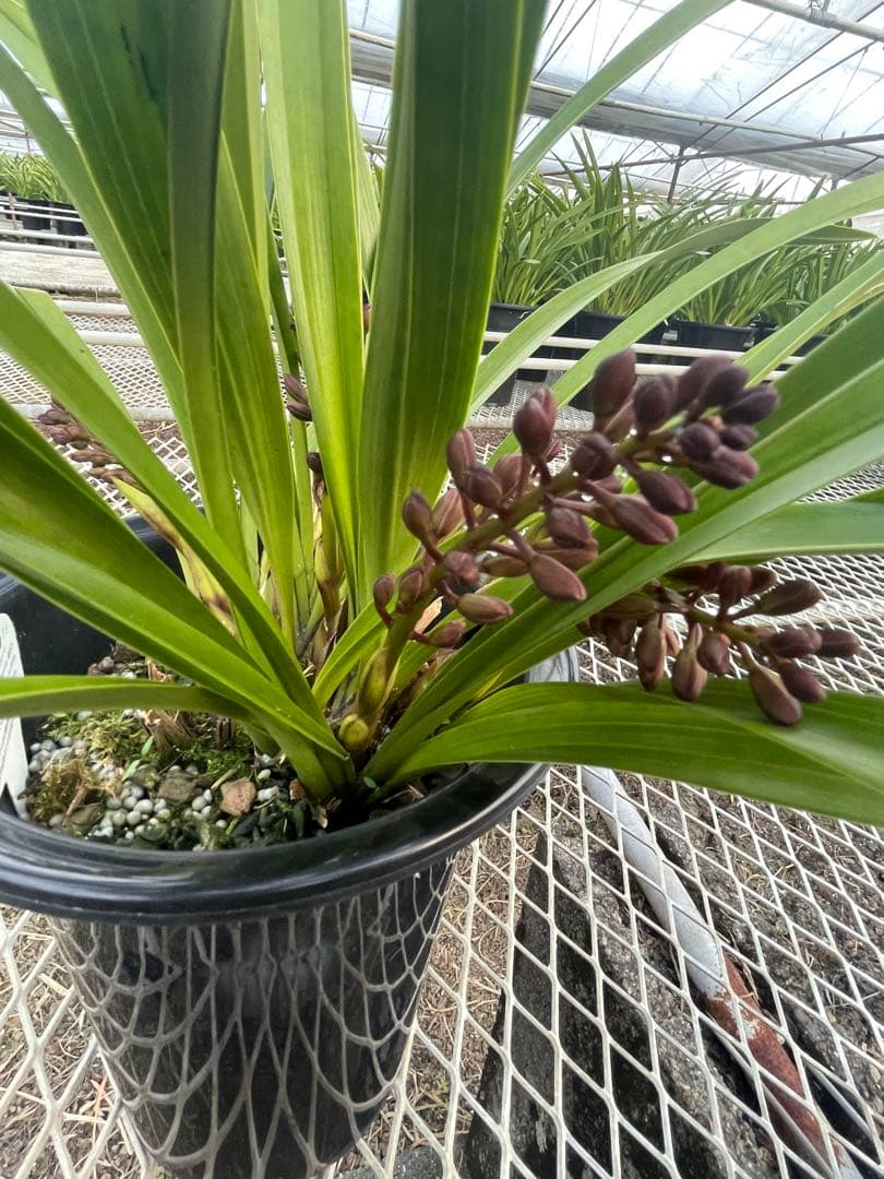 R8年キンリョウヘン花芽7本#6